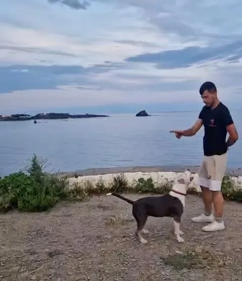 educación canina